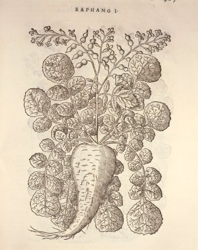 ホースラディッシュ（Armoracia rusticana）、Pier Andrea Mattioliの彫刻画 作： Pietro Andrea Mattioli