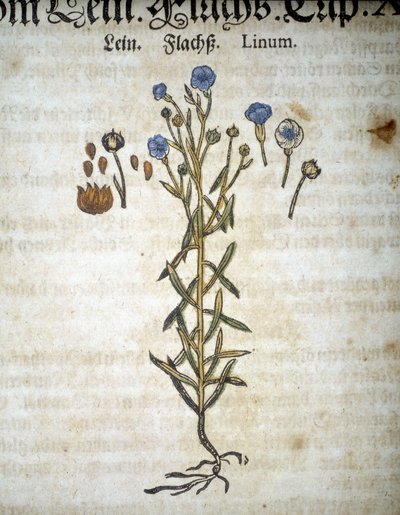 Lin or Linum - "Herbarium Mattioli "にて。 作： Pietro Andrea Mattioli