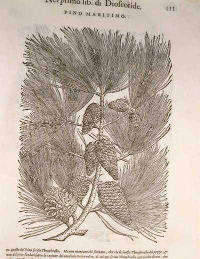 マリタイムパイン（Pinus pinaster）、Pier Andrea Mattioliによる彫刻 作： Pietro Andrea Mattioli