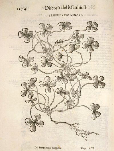 Sempervivum（Semprevivo minore）」ピエル・アンドレア・マッティオリのエングレーヴィング 作： Pietro Andrea Mattioli
