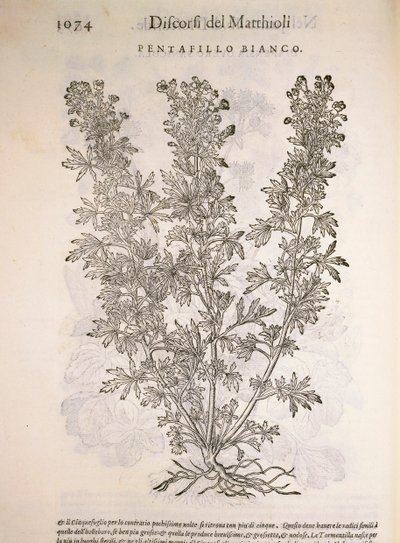 シルバーウィード（Potentilla alba）、Pier Andrea Mattioliによる彫刻 作： Pietro Andrea Mattioli