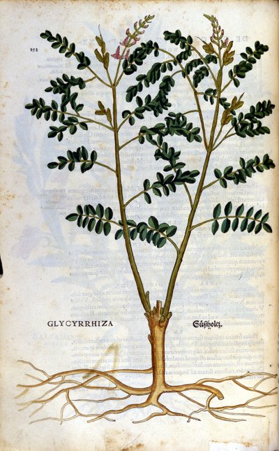 リコリスです。ピエトロ・アンドレア・マッティオリ（Matthiole）（1500-1577）の「Kreutterbuch Dess Hochgelehrten unnd weitberuhmten Herrn D. Petri Andreae Matthioli」に掲載された版画。フランクフルト 作： Pietro Andrea Mattioli