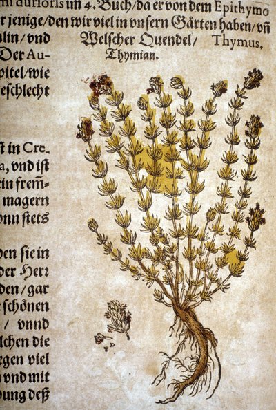 タイム（Thymus） - "Herbarium Mattioli "にて。 作： Pietro Andrea Mattioli