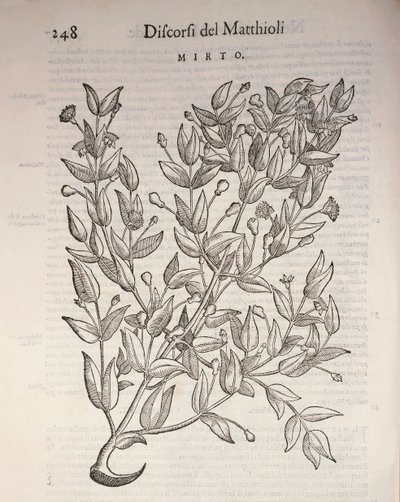 真のマートル（Myrtus communis）、Pier Andrea Mattioliによる彫刻 作： Pietro Andrea Mattioli