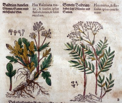 バレリアン：植物の説明を持つ2つの種 作： Pietro Andrea Mattioli
