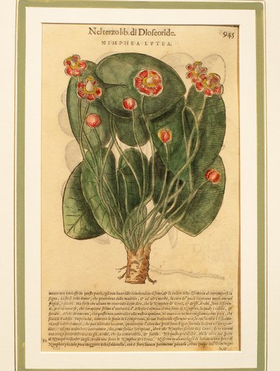 黄色い睡蓮（Nymphaea lutea）、彩色済み彫刻 作： Pietro Andrea Mattioli