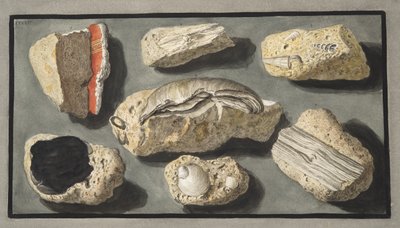 ウィリアムハミルトン卿（1730-1803）による「カンピフレグレイ：2つのシチリアの火山に関する観察」からのヘルクラネウムのプレートXXXXVとその周辺で発見されたトゥファの標本、1776年発行 作： Pietro Fabris