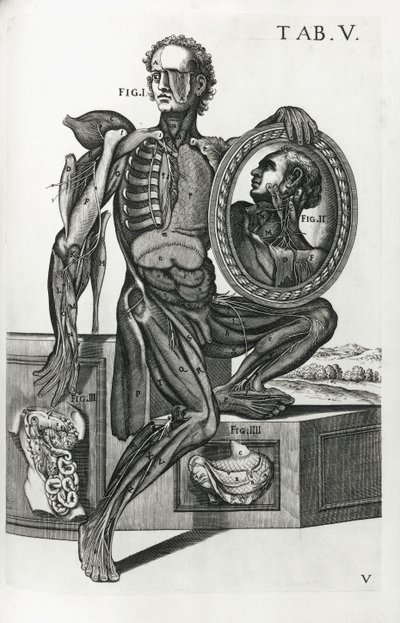 テーブルAnatomicæのプレート5 作： Pietro da Cortona