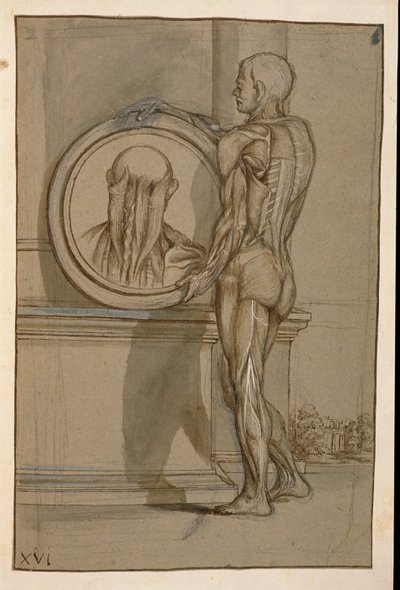 Ms Hunter 653 Plate XVI、解剖図、c.1610（紙に鉛筆とチョーク） 作： Pietro da Cortona