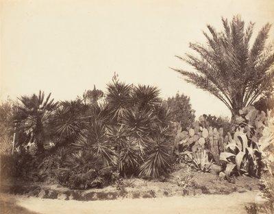 ピンチョの庭、ローマ、1853-56。 作： Possibly by Jane Martha St. John.