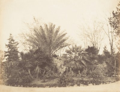 ピンチョの庭、ローマ、1853-56。 作： Possibly by Jane Martha St. John.
