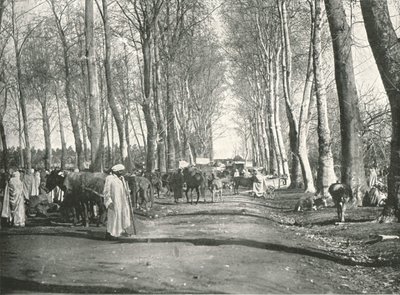 アラブの見本市と市場、ブファリク、アルジェリア、1895年。 作： Poulton and Co