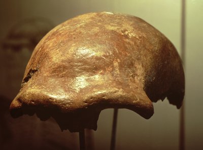 ネアンデルタール人の頭蓋骨（骨） 作： Prehistoric