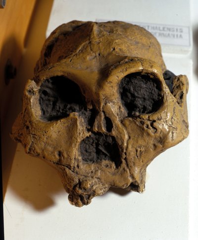 アウストラロピテクス・アフリカヌス（Australopitecus Africanus）。南アフリカ、スタークフォンテーン。頭蓋骨は約250万年前のもの。 作： Prehistoric Prehistoric