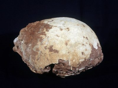 プロヴァンス地方で発見された白亜紀後期（約6500万年前）の大型草食恐竜（約12m）、ヒプセロサウルス・プリスクスの卵。エクス・アン・プロヴァンスの自然史博物館。 作： Prehistoric Prehistoric