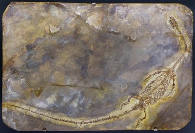 ハイファロサウルス・リンゲネンシスの化石（商品） 作： Prehistoric Prehistoric