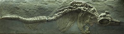 魚竜化石 ジュラ紀（リアス紀 作： Prehistoric Prehistoric