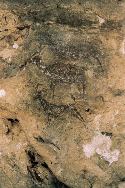 中石器時代のロックアート。鹿と山羊（紀元前8000～7000年）、スペイン、バイコープ、ラ・アラーナ洞窟（絵画 作： Prehistoric Prehistoric