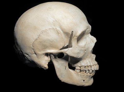 古生物学：ホモ・サピエンスの現存する鶴、ミラノ市民自然史博物館 作： Prehistoric Prehistoric