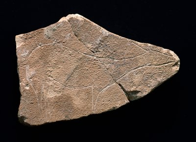 鹿を表すペトログリフ、スペイン、パルパルロ洞窟。上部旧石器時代、ソルトリーン（彫刻 作： Prehistoric Prehistoric