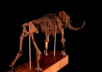 Prehistoire、恐竜：マンモスの骨格、パリ、自然史博物館 作： Prehistoric Prehistoric