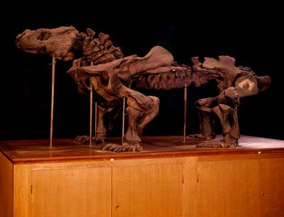 Prehistoire; dinosaurs: ichtyosaurの骨格。パリ、自然史博物館 作： Prehistoric Prehistoric