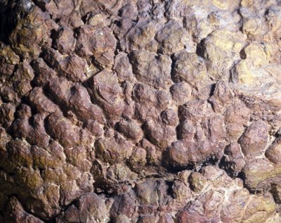 先史時代。北アフリカで産出されたストロマトリスまたはストロマトライトのコレーニア岩。シルル紀。 作： Prehistoric Prehistoric