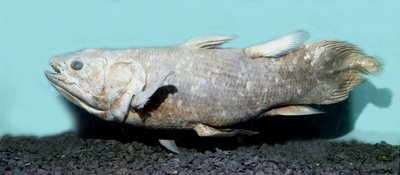 先史時代：coelacanthe empaille（Latimeria chalumnae）のコピー。 作： Prehistoric Prehistoric