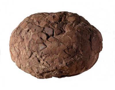 先史時代：プロヴァンスで恐竜の卵が発見される。中生代、ジュラ紀。 作： Prehistoric Prehistoric