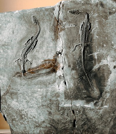 先史時代：恐竜の化石パキケファロサウルス。白亜紀。ミラノの自然史博物館 作： Prehistoric Prehistoric