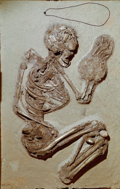 先史時代：上部新石器時代の女性骨格。キオッツァの文化。紀元前2900〜2700年。イタリア、レッジョ・エミリア、Musei Civici、Museo Chierici 作： Prehistoric Prehistoric