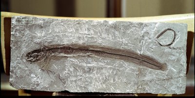 先史時代：Mount Bolca（イタリア）の遺跡から出土した魚類化石Eomirus Formosissimus。始新世。ミラノ市立自然史博物館 作： Prehistoric Prehistoric