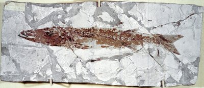 先史時代：Mount Bolca（イタリア）の遺跡から出土した魚の化石Sphyraena Bolcensis。始新世。ミラノ市立自然史博物館蔵 作： Prehistoric Prehistoric