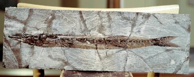 先史時代：Mount Bolca（イタリア）の遺跡から出土した魚の化石Sphyraena Bolcensis。始新世。ミラノ市立自然史博物館蔵 作： Prehistoric Prehistoric