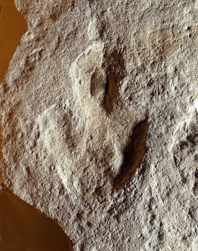 先史時代：恐竜の指紋の化石。中生代、ジュラ紀。旧ユーゴスラビアで発見。 作： Prehistoric Prehistoric