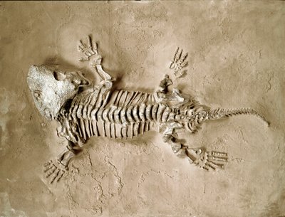 先史時代：アメリカ・テキサス州で発見された両生類爬虫類「セイモリア・バイオロレンシス」の化石。二畳紀。ミラノ市立自然史博物館 作： Prehistoric Prehistoric
