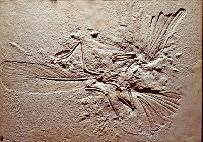 先史時代： ソルンホーフェン（ドイツ）の遺跡から出土した鳥類アーケオプテリクス（archeopteryx）のリトグラフの化石。スペリオルジュラ紀。ミラノ市立自然史博物館蔵 作： Prehistoric Prehistoric