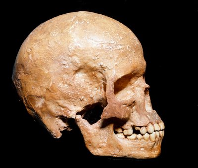 先史時代：グリマルディから出土したホモサピエンスの頭蓋骨の化石。後期旧石器時代のアウリニャン人の文化。ミラノ自然史博物館 - 先史時代：ヴェンティミリア州グリマルディ（イタリア）から出土したホモ・サピエンスの頭蓋骨の化石。上位旧石器時代、オーリニャン文化 作： Prehistoric Prehistoric