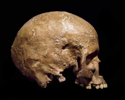 先史時代：グリマルディから出土したホモサピエンスの頭蓋骨の化石。後期旧石器時代のアウリニャン人の文化。ミラノ自然史博物館 - 先史時代：ヴェンティミリア州グリマルディ（イタリア）から出土したホモ・サピエンスの頭蓋骨の化石。上位旧石器時代、オーリニャン文化 作： Prehistoric Prehistoric