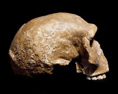先史時代：1933年にSteinheim an der Murr（ドイツ）で発見されたネアンデルタール人以前のホモ・サピエンス（ホモ・ステインハイメンシスまたはホモ・ハイデルベルゲンシス）の頭蓋骨の化石が発見された。下位旧石器時代。35万年から25万年の時代。ミラノ市立自然史博物館-プレヒスト 作： Prehistoric Prehistoric
