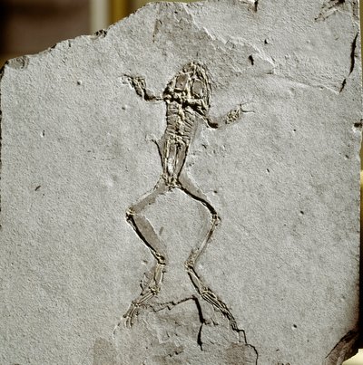 先史時代：スペインのプエヨイ・ダ・テルベル遺跡から出土したカエルの化石。中新世。ミラノの自然史博物館 作： Prehistoric Prehistoric