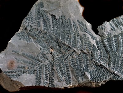 先史時代：高次炭素紀の期間。シダ植物科のアシテカ・ポイモルフェの化石。ドイツのGottelbornで探す 作： Prehistoric Prehistoric