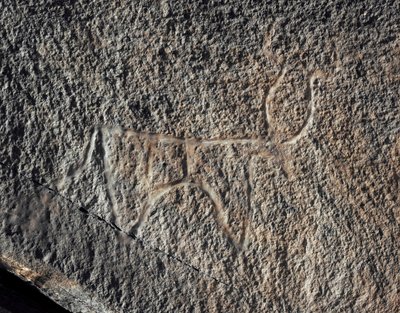 先史時代、ロックアート：牛の表現の深刻な岩石。Tazinaスタイル。石器時代紀元前5000-2000年。アルジェリア、ホッグガル高原（アハガル）、タギット 作： Prehistoric Prehistoric