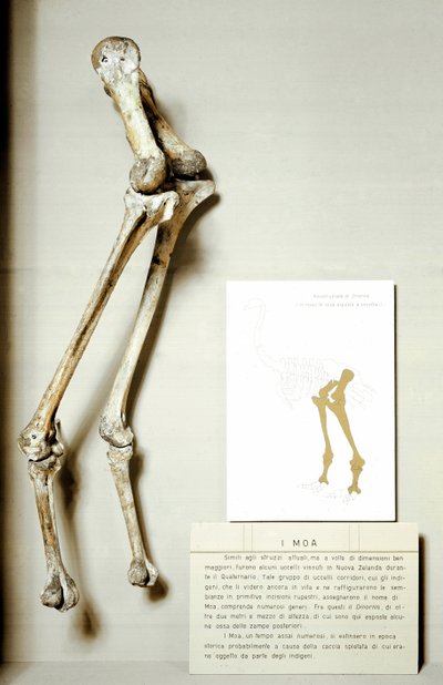先史時代：ニュージーランドに生息する飛べない巨大な鳥の化石「モア・ディノルニス」の足の骨格が発見される。白亜紀。ミラノ市立自然史博物館 作： Prehistoric Prehistoric
