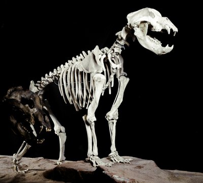 先史時代：イタリアのCaves del Bandito a Roaschiaから出土したケーブベア（Ursus spelaeus）の骨格。更新世の時代。ミラノ市立自然史博物館（Museo civico di storia naturale）所蔵 作： Prehistoric Prehistoric