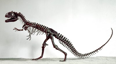 先史時代：恐竜アロサウルス・フラジリスの骨格。上級ジュラ紀の時代。ミラノ市立自然史博物館 作： Prehistoric Prehistoric