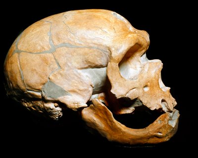 先史時代：「聖者の礼拝堂の男」（Chapelle aux Saints）の頭蓋骨、ネアンデルタール人（Neanderthal or Neandertal: Homo sapiens）の男、旧石器時代。1908年にコレーズで再会。ミラノの市民自然史博物館-先史時代。人間の頭蓋骨（ミラノ 作： Prehistoric Prehistoric