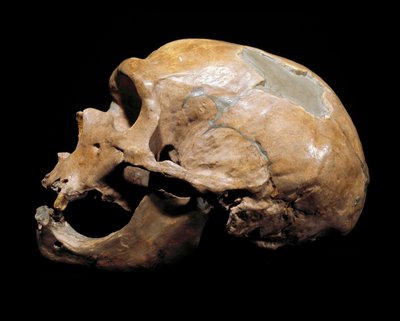 先史時代：「聖者の礼拝堂の男」（Chapelle aux Saints）の頭蓋骨、ネアンデルタール人（Neanderthal or Neandertal: Homo sapiens）の男、旧石器時代。1908年にコレーズで再会。ミラノの市民自然史博物館-先史時代。人間の頭蓋骨（ミラノ 作： Prehistoric Prehistoric