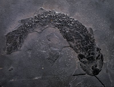 先史時代：化石ジャイロプティカスの種、古生代、デボン紀、スコットランドで発見。 作： Prehistoric Prehistoric