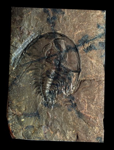 先史時代：三葉虫Olenellusの化石（節足動物）。古生代の時代、カンブリア紀の時代。アメリカ・ユタ州で探す 作： Prehistoric Prehistoric